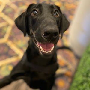 Meet your Posher, Priscilla